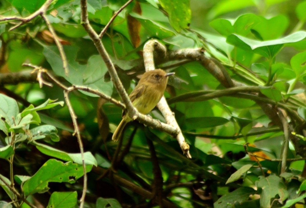 Kaempfer's Tody-Tyrant (Hemitriccus kaempferi), photo 9