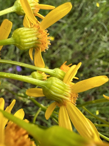 Image of Packera breweri by (c) Matt Berger, some rights reserved (CC BY)