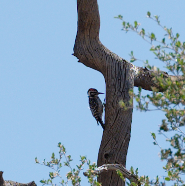 iNaturalist observation photo of Ladder-backed Woodpecker