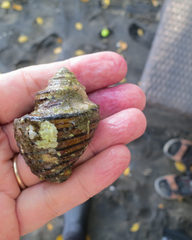 Opeatostoma pseudodon