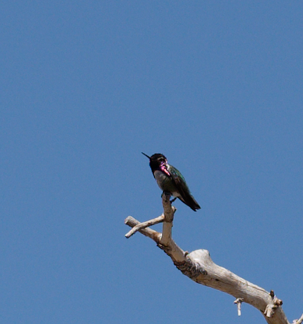 iNaturalist observation photo of Costa's Hummingbird