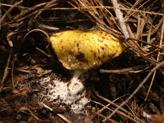 Suillus riparius