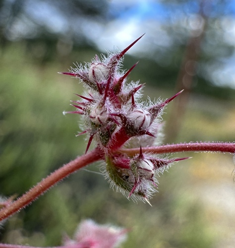 Image of Mucronea californica by (c) Matt Berger, some rights reserved (CC BY)