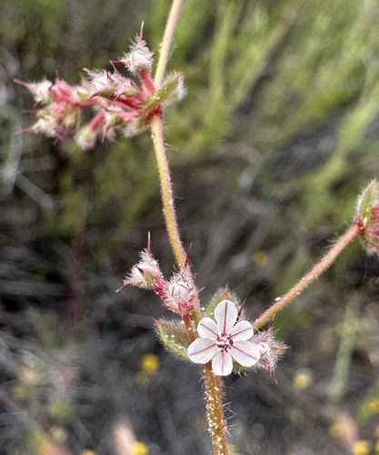 Image of Mucronea californica by (c) Matt Berger, some rights reserved (CC BY)