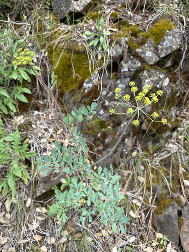 Image of Lomatium californicum by (c) Matt Berger, some rights reserved (CC BY)