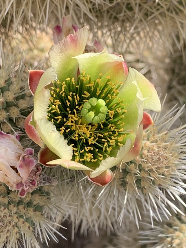 Teddybear Cholla
