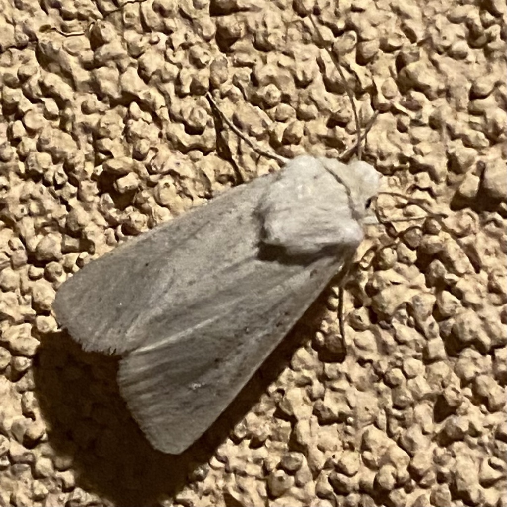 Protogygia pallida