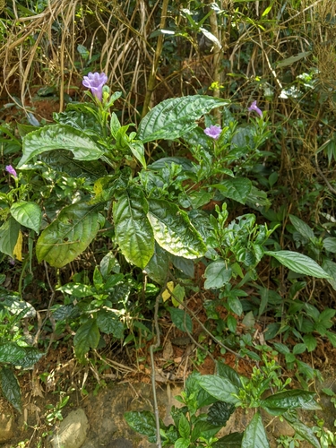 Strobilanthes cusia iNat (2)
