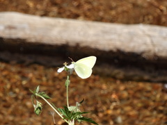 Colias alexandra