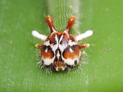 Dynastor darius stygianus