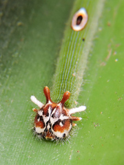 Dynastor darius stygianus