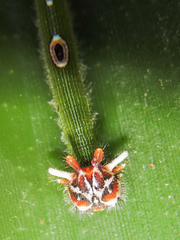 Dynastor darius stygianus