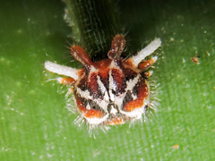 Dynastor darius stygianus