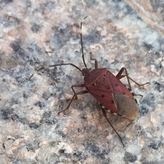 Urochela quadrinotata