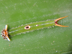 Dynastor darius stygianus