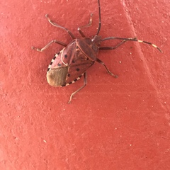 Urochela quadrinotata