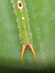 Dynastor darius stygianus