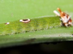 Dynastor darius stygianus