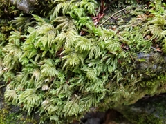 Thamnobryum alleghaniense