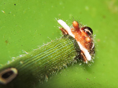 Dynastor darius stygianus