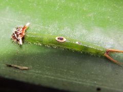 Dynastor darius stygianus