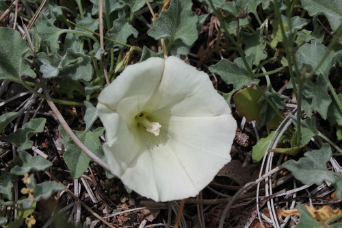 Image of Calystegia collina by (c) Dominic, some rights reserved (CC BY)