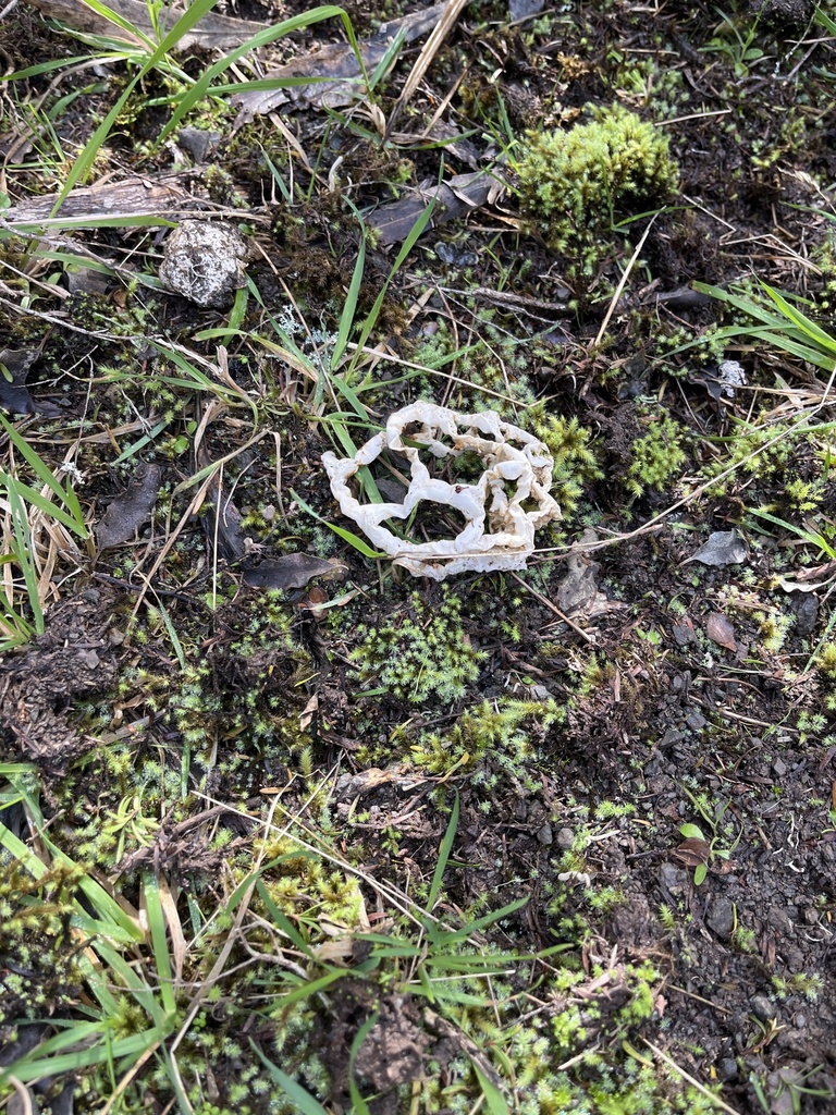 white basket fungus from South Wairarapa, NZWG, NZ on April 29, 2023