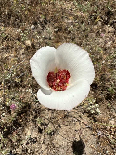 Image of Calochortus simulans by (c) Matt Berger, some rights reserved (CC BY)