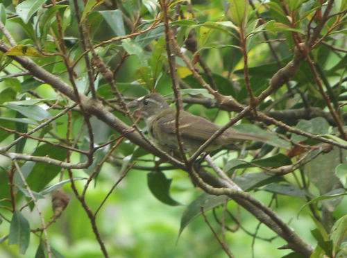 Buffy-fronted Seedeater (Sporophila frontalis), photo 7