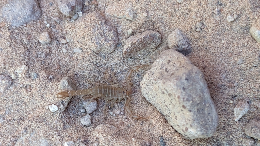 Serradigitus wupatkiensis
