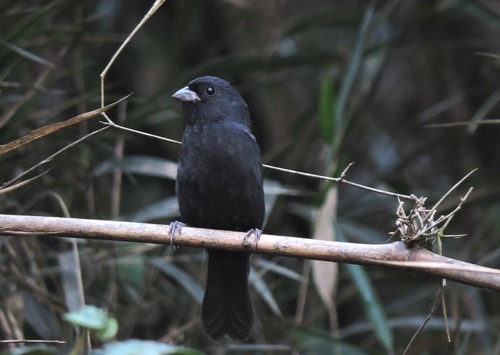 Blackish-blue Seedeater (Amaurospiza moesta), photo 8