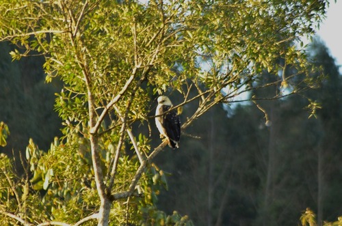 Mantled Hawk (Pseudastur polionotus), photo 8