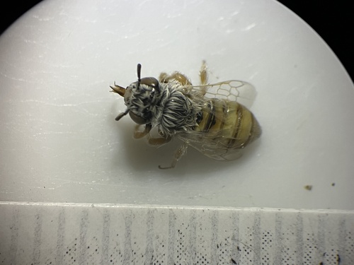 Calliopsis larreae