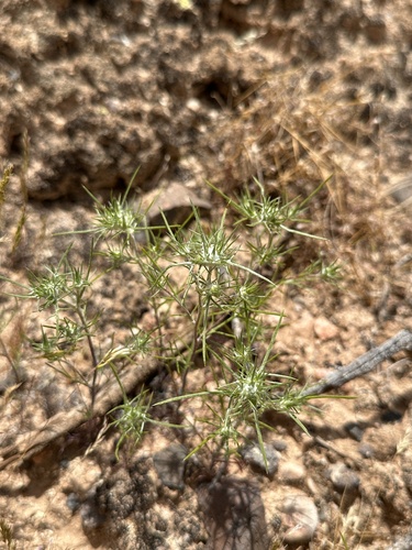 Image of Eriastrum pluriflorum by (c) Matt Berger, some rights reserved (CC BY)