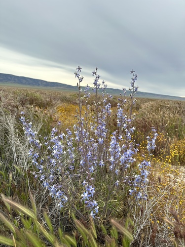 Image of Delphinium recurvatum by (c) Matt Berger, some rights reserved (CC BY)