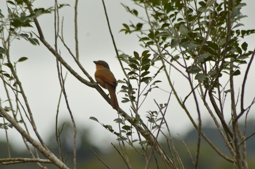 Brown Tanager (Orchesticus abeillei), photo 6