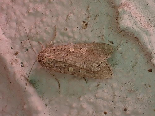 Beet Armyworm Moth photo 5