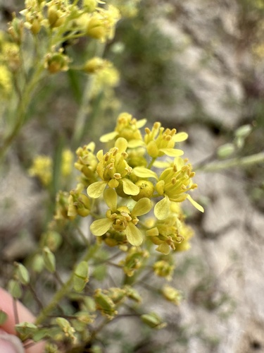 Image of Lepidium jaredii by (c) Matt Berger, some rights reserved (CC BY)