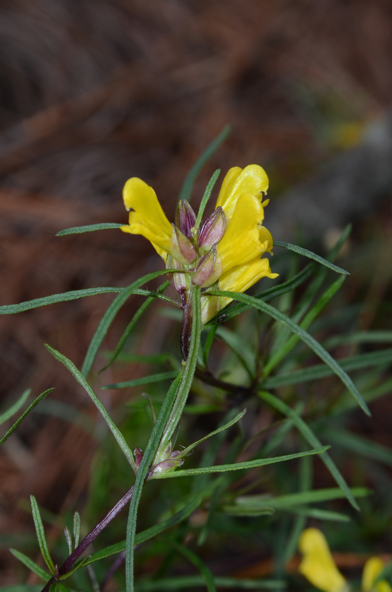 Pedicularis angustifolia