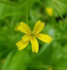 Rhagadiolus stellatus