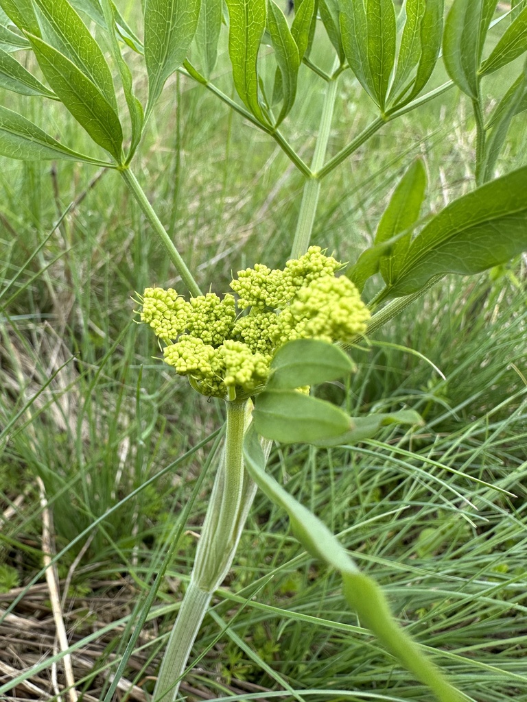 Lomatium triternatum