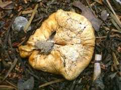 Lactarius crassus