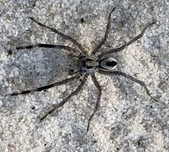 Geolycosa escambiensis