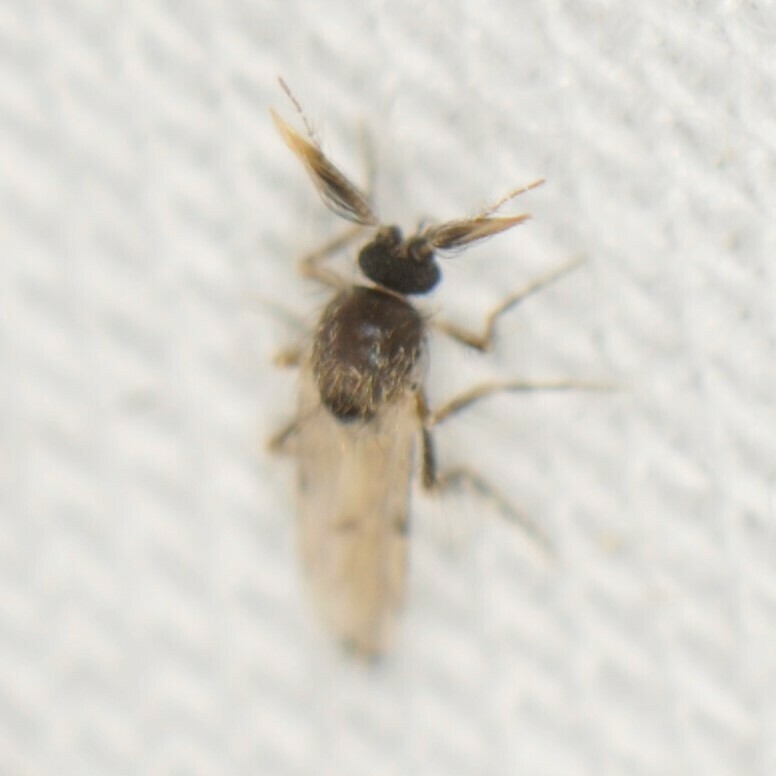 Forcipomyia glauca