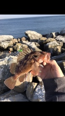 Sebastes auriculatus