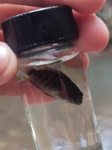 Poor man's tropheus (Hypsophrys nematopus) — Cichlidae — 3