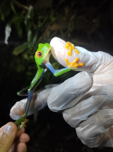 Misfit Leaf Frog, Agalychnis saltator