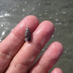 Olivella semistriata