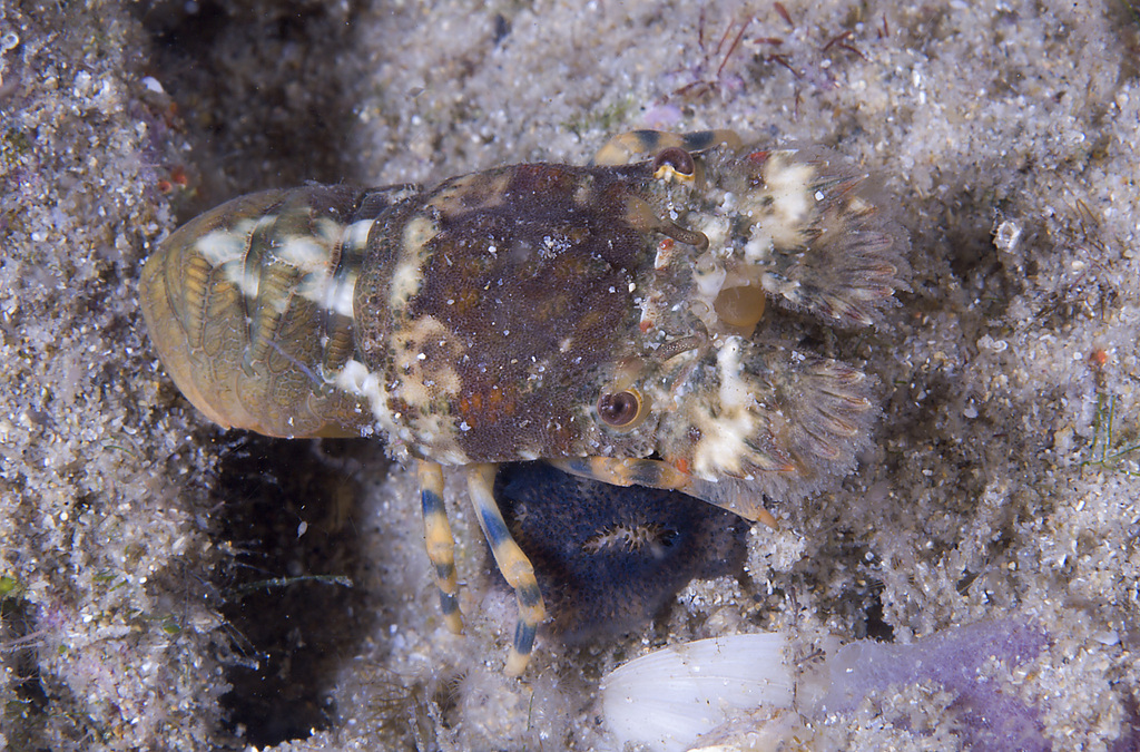 Crenarctus crenatus