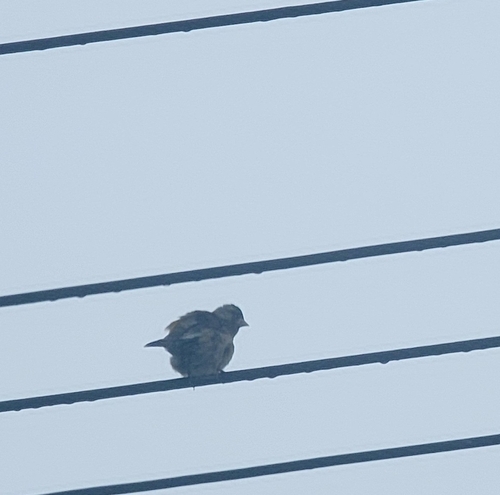 Oriental Greenfinch